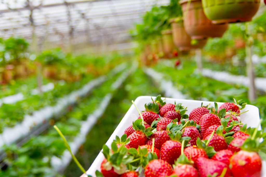 a carton of healthy looking strawberries in a nursery setting