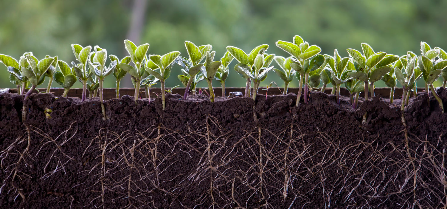 A sideview cross section of seedlings and their roots shown in the soil. 