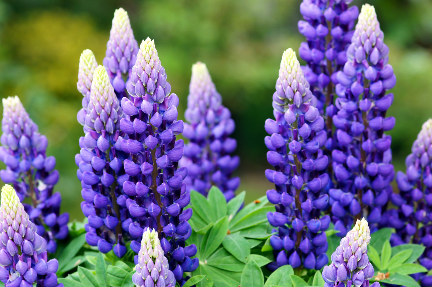 Image of healthy blue flowers